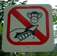 yes, we have no bananas
