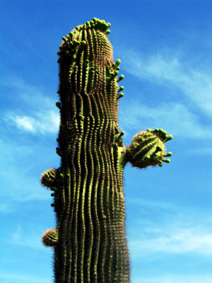 cactus in phoenix