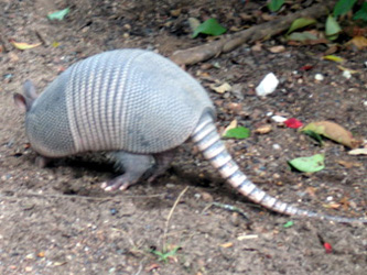 I had never seen a live armadillo before - then this guy ambles along the morning of Katie's wedding. We took his appearance as a good omen.