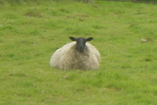 big fat sheep