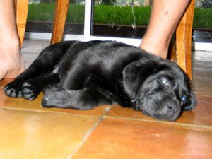 Snoozing on Mark's toes under the table at breakfast.