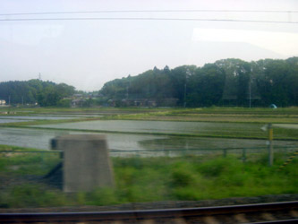 More rice paddies.