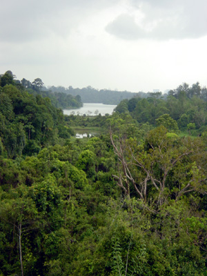 View from the top of the lookout tower over Macritchie Reservoir.