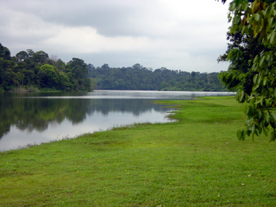 Macritchie Reservoir.