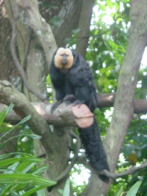 This monkey looks a lot like a bird to me. It has a big fluffy tail.