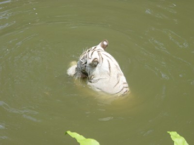 Hungry tiger, keeping cool, eatin' his lunch in the water.