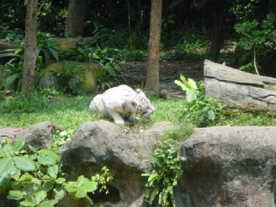 Chewing on a big hunk of meat. Yum.