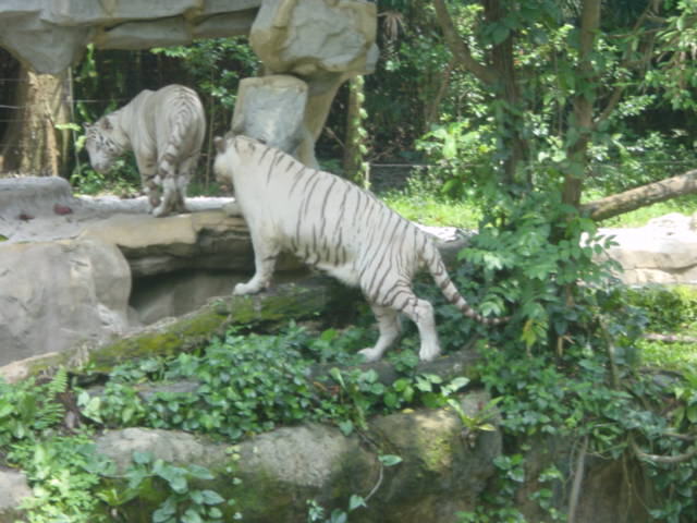 I was quite taken with the Tigers.