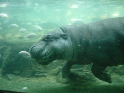 This is my favourite picture from the day. The hippo was getting some exercise, racing back and forth underwater.