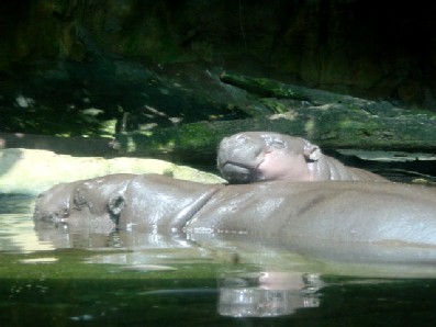 Awww. Picture postcard stuff. Baby hippo snuggles up to Mum.