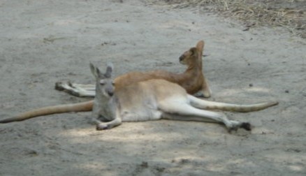 The kangaroos are chilling out in the shade.
