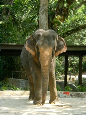 Pretty elephant.