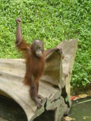 This little orangutan was a media whore. He scampered down and posed so that visitors would take his picture. It worked.