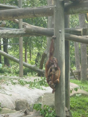 The orangutans were fun to watch. They do all sorts of fantastic gymnastics.