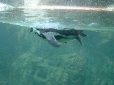 Penguins swim really fast!