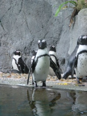 These guys know it's feeding time soon. They are waiting for the fish to arrive.