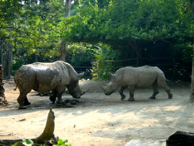 The little rhino was trying to fight with the big rhino. Not a good move, if you ask me.