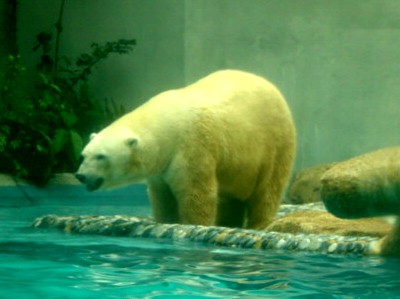 Polar bears are very big and they love to swim. I thought they looked like overgrown labradors in the water!