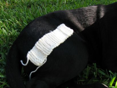 gal/Knitting_and_Dogs/image012.jpg